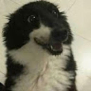 Meet your Posher, Crow